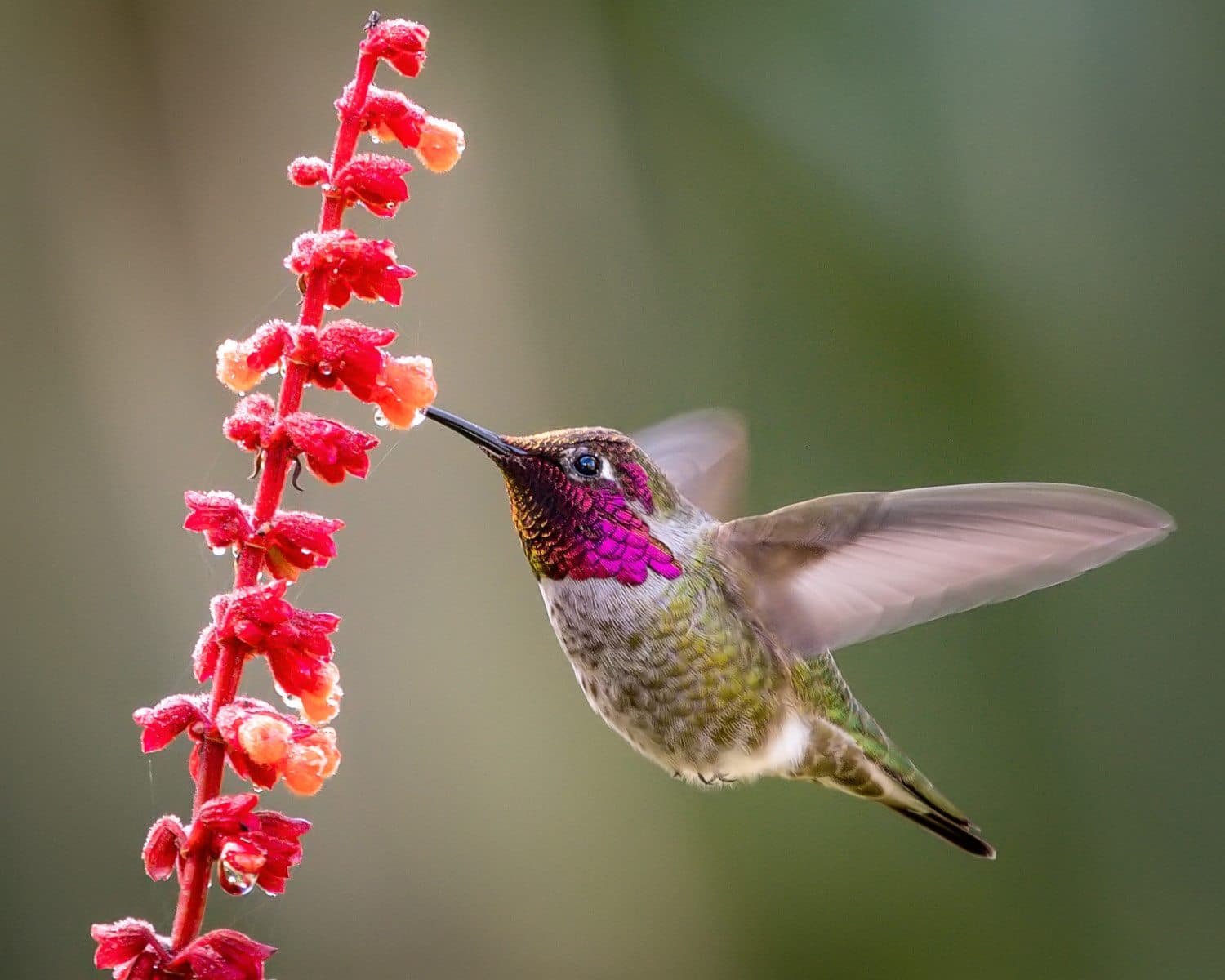A hummingbird with a magenta throat feeding from red salvia flowers